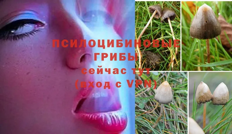 как найти закладки  Абинск  Псилоцибиновые грибы Magic Shrooms 